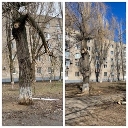 Обрезка аварийных деревьев в 8 округе